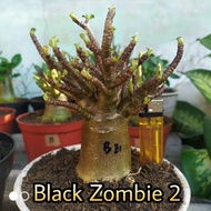 terlaris arabicum black skin | d d c black nomsood | adenium murah | - black zombie 2 sedang