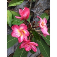 Pokok  Kemboja anak pokok bunga cantik (Frangipani real plants) kuning salju, putih salju, pink saku