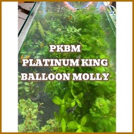AQUARIUM PLANTS AND DECOR FOR PKBM(PLATINUM KING BALLOON MOLLY)