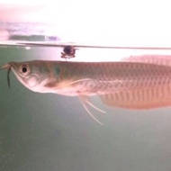 ikan arwana silver red