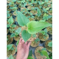 Terpopuler tanaman hias anthurium corong / anthurium corong bibit