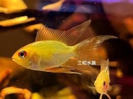 大帆黃金圓球鳳凰