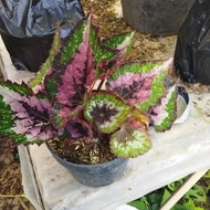 Zready Begonia Rex Pelangi