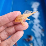 Gibbiceps albino pleco L083