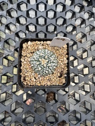 Augustfame - Astrophytum Asteria Superkabuto S4 超兜V Cactus Succulent
