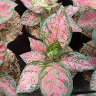 tanaman hias aglonema anjamani - aglonema anjamani