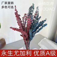 Eucalyptus Leaves Yunnan Preserved Flowers Eucalyptus Leaves Dried Flowers Eucalyptus Preserved Euca