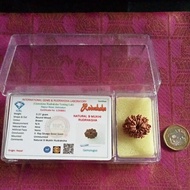 Authentic Lab Tested Nepal 9 Face Rudraksha.