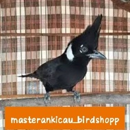 burung cililin hitam bahan prospek pilihan super