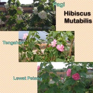 Pokok bunga hibiscus mutabilis ( laki pukul bini) Sejenis bunga raya