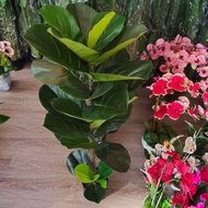 🔥🔥READY STOCK  ARTIFICIAL FIDDLE FIG 🔥🔥