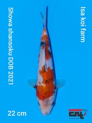 Ikan Koi Import Showa Isa Koi Farm Isa