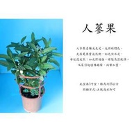心栽花坊-人參果/人蔘果/5吋盆/香瓜梨/藥用/香料/香草/售價160特價140