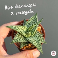 Aloe descoingsii × variegata แคคตัส กระบองเพชร ไม้อวบน้ำ cactus&amp;succulent หลากหลายสายพันธุ์