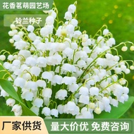 Hot-selling Fast Shipping Four Seasons Potted Planting Ball Lily of the Valley Flower Seedling Lily 