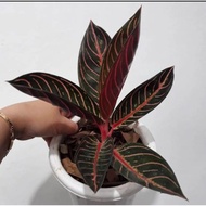 Aglonema Red Sumatra Remaja (POS) Daun 6-7-8-9++