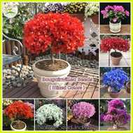 ♞100pcs Mixed Dwarf Bougainvillea Seeds Bonsai Seeds Gardening Flower Live Plants Halaman for Sale