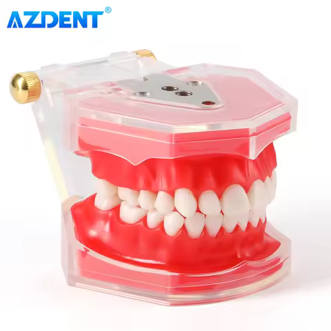 AZDENT Dental Standard Teeth Model 28-Tooth Extraction Model Resin Teeth Detachable Dentistry Practi