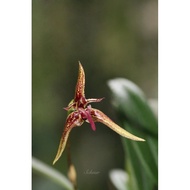 Orchid Bulbophyllum lasiochilum x septemtrionale orkid hybrid