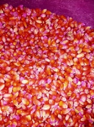 BENIH JAGUNG KRISTAL /UNYIL SUPER 5KG