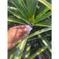 Pineapple Hormon / Penggalak Buah Nanas @ Nenas - Pil Anaa.