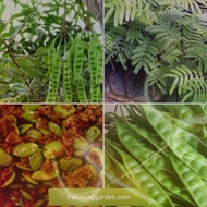 Anak Pokok Petai Kawin Mega Hybrid - 4.5 kaki tinggi (semenanjung Malaysia barat sahaja) -    (4Feet