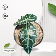 Alocasia polly Alocasia polly ornamental plant