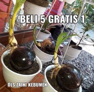 Bonsai Kelapa Gading mini BONKLA Sudah mengkilap divernish plistur harga termurah