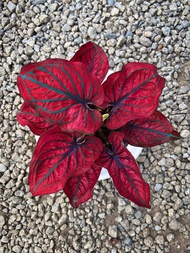 Umbi Caladium Nagoya - keladi hias hybrid import