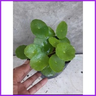 ۩ ❐ CHINESE MONEY PLANT (PILEA PEPEROMIOIDES)