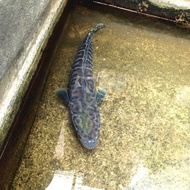 IKAN TOMAN BETINA MONSTER JUMBO 75CM (SOLD)