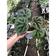 Cây Thu Hải Đường Begonia masoniana (Iron Cross Begonia)