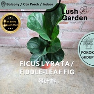 Ficus Lyrata Fiddle Leaf Fig 琴叶榕 Anak Pokok Hiasan Dalam Rumah Hidup Indoor Daun Hiasan Indoor Plant