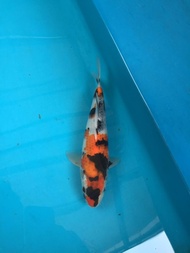 ikan koi import jepang