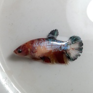 Ikan Cupang Female Betina Nemo Galaxy Multicolor Siap Breed BWW-100