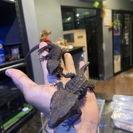 crocodile skink red eye promo