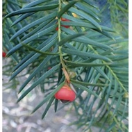 Taxus sumatrana