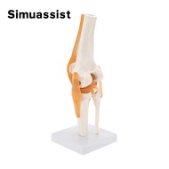 1:1 Flexible Knee Joint Model with Ligaments and Base Femur Tibia and Fibula Bone Anatomy Model Medi