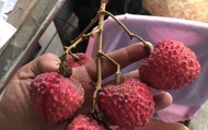 【深山珍稀預購！大丁香荔枝(帶枝)11斤裝】南化量少珍貴紅寶石 大顆飽嘴口感Q彈