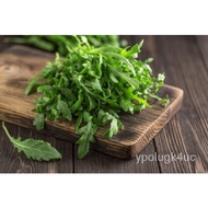 150 Organic Arugula Slow Bolt Rocket Seeds, Vegetable Seeds, Herb Seeds/children's wear/shorts/Under