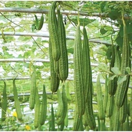 BENIH PETOLA SEGI F1 HYBRID.PETOLA LUFFA SEEDS(30 SEEDS).