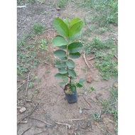 Anak pokok jambu lohan / luo han guava