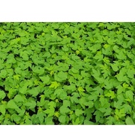 Anak pokok betik Sekaki / One Foot Papaya seedling