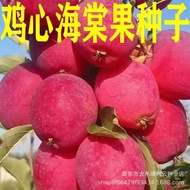[New Species This Year] Year Chicken Heart Begonia Fruit Northeast Chicken Heart Fruit Seed Splendid