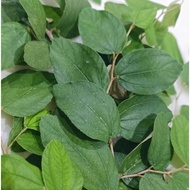 THUDING BIDARA LEAVES (ISLAMIC REVIEWS)