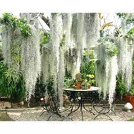 Tanaman Udara Tilandsia  Spanish Moss Jenggot Nabi