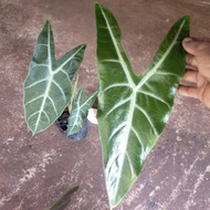 Pohon Keladi amazon Lokal