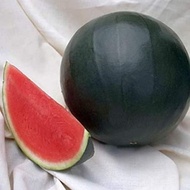 10 เมล็ด แตงโมไร้เมล็ด ผลไม้รสชาติหวาน กรอบ อร่อย Watermelon Seedless Seeds สายพันธุ์ black watermelon