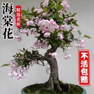 Hot Selling Old Stump Longevity Begonia Potted Plant Bonsai Courtyard Four Seasons Blooming Balcony 
