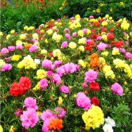 🌞Double Al Sunflower Seeds | 100 Seeds | Everblooming | $9.9 Deal | Four Seasons